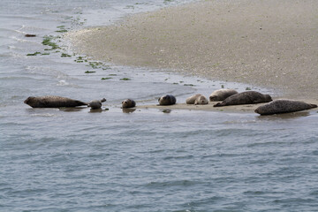 Fototapeta premium Animal collection, group of big sea seals resting on sandy beach during low tide in Oosterschelde, Zeeland, Netherlands