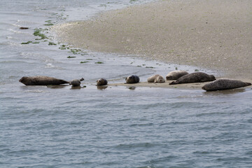 Animal collection, group of big sea seals resting on sandy beach during low tide in Oosterschelde, Zeeland, Netherlands