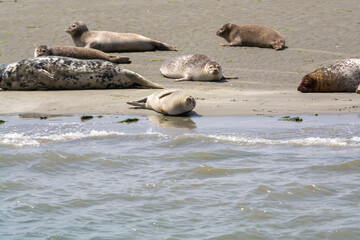 Animal collection, group of big sea seals resting on sandy beach during low tide in Oosterschelde, Zeeland, Netherlands
