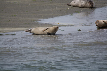 Fototapeta premium Animal collection, group of big sea seals resting on sandy beach during low tide in Oosterschelde, Zeeland, Netherlands