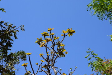 folhas no Cerrado