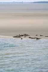 Fototapeta premium Animal collection, group of big sea seals resting on sandy beach during low tide in Oosterschelde, Zeeland, Netherlands