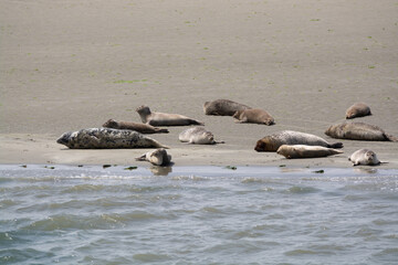Fototapeta premium Animal collection, group of big sea seals resting on sandy beach during low tide in Oosterschelde, Zeeland, Netherlands