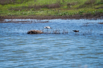 Fototapeta premium View from observation post on nature reserve area for birds protection in Zeeland, Netherlands