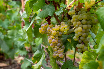 Landscape with green grand cru vineyards near Epernay, region Champagne, France in rainy day. Cultivation of white chardonnay wine grape on chalky soils of Cote des Blancs.