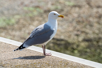 Young seagull sitting on sea dam in Zeeland, Netherlands