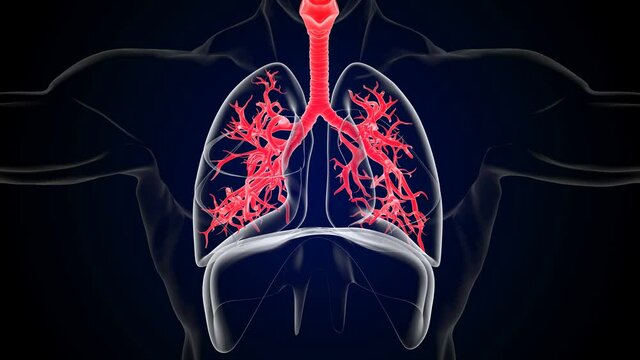 Human lungs breathing movement of inspiration and expiration diaphragm function 3D