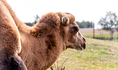 Bactrian camel in portrait. Discovery Wildlife Park, Innisfil, Alberta, Canada