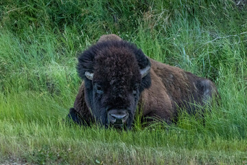 Fototapeta premium Bison resting in the grass Elk Island National Park Alberta Canada