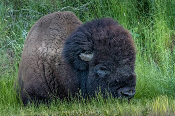 Fototapeta premium Bison resting in the grass Elk Island National Park Alberta Canada