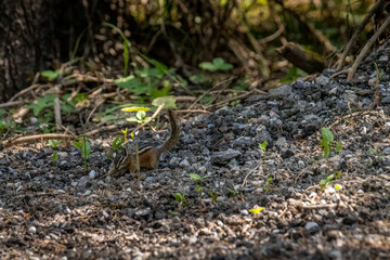 Chipmunk forages in the woods Yoho National Park British Columbia Canada