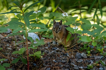 Chipmunk forages in the woods Yoho National Park British Columbia Canada