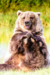 Fototapeta premium Grizzly bear playing with his feet. Discovery Wildlife Park, Innisfill, Alberta, Canada