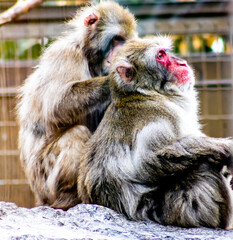 Japanese Macaques grooming. Calgary Zoo, Calgary, Alberta, Canada