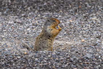 Richardsons Ground Squirrel grabs a piece of fruit Banff National Park Alberta Canada