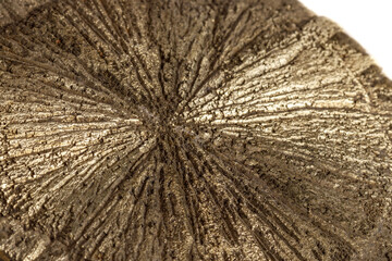 Macro mineral stone Pyrite Dollar on a white background