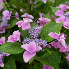 pink flowers in the garden