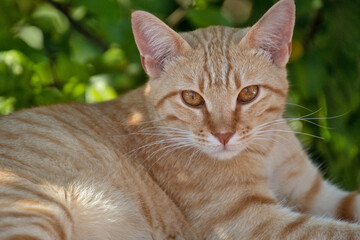 chat roux allongé sur un mur en pierre