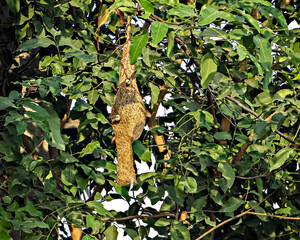 Weaver birds and their nest on a tree in bright sunlight