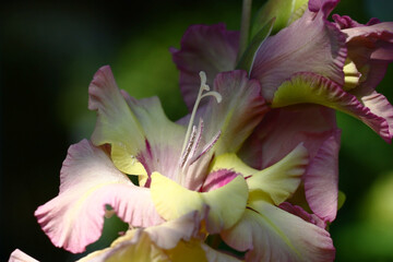 Fragment of an inflorescence of the blossoming gladiolus. Unusual combination of yellow and pink colors.