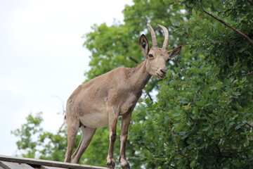 Happy Deer in Natural Forest Habitat