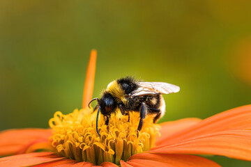 Bumblebee on a yellow flower
