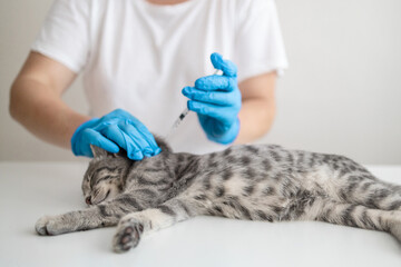 Vaccination of Pets. Veterinarian giving an injection to a pet. Animal healthcare professional