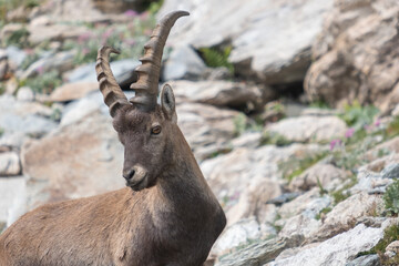 Ibex in mountains (Italian Alps)