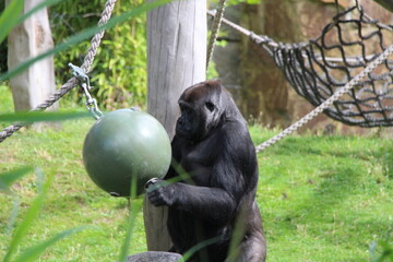Western Gorilla in Natural Habitat with Wildlife and Plant Life