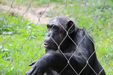 close up of a side monkey 