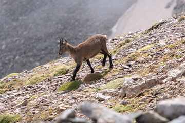 Chamois in mountais (Italian Alps) :