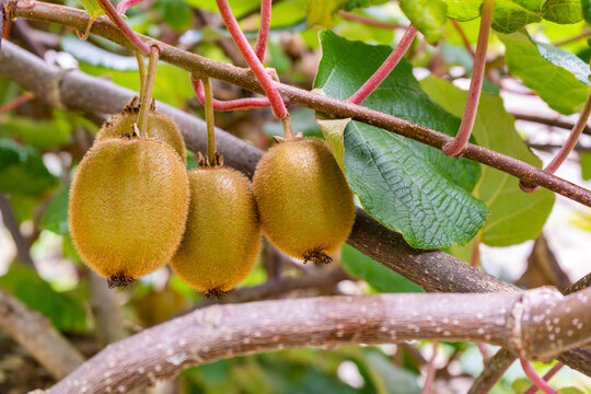 Closeup fresh kiwi fruit growing hanging from the branches.Organic fruits plantation.