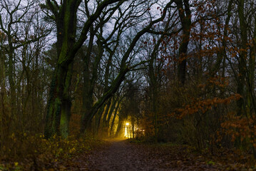 Late in the evening in the woods, a forest path and lanterns