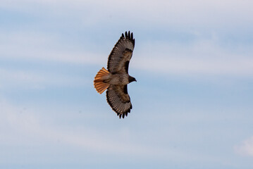red tail hawk in flight