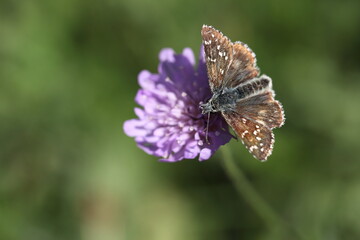 Sonnenröschen Würfeldickkopffalter
