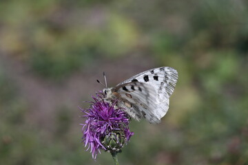 Fototapeta premium Apollo