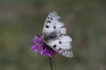 Apollo