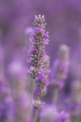 closeup of lavender spike with unfocused background