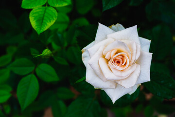 Beautiful white rose and green leaves in the garden with copy space, sign of pure love