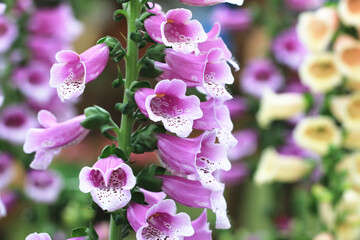view of Foxglove flowers,many beautiful purple and yellow foxglove flowers blooming in the garden