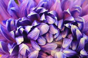 Chrysanthemum flower close-up,beautiful purple with blue flower blooming in the garden in autumn
