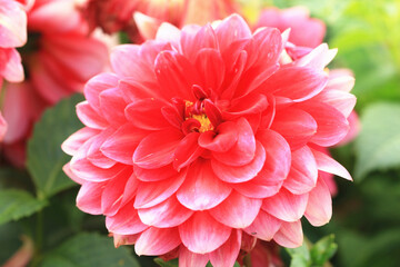 Fototapeta premium view of Dahlia flowers,beautiful red flowers in full bloom in the garden,close-up