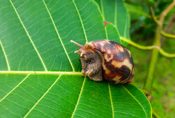 Grape snail creeping on green leaves. Brown long big snail round shell with stripes and with long horns crawling on the green leaf closeup.