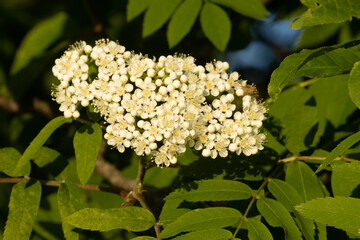 A close-up of a beautiful blooming Rowan, Sorbus aucuparia during late spring in Estonia.