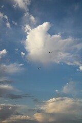 seagull in flight