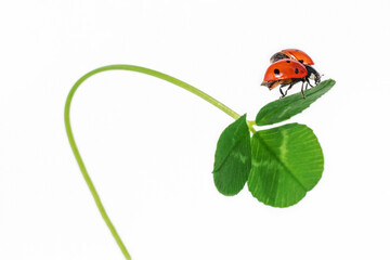 macro photo of a ladybug on a green leaf on a white background. The background is in the style of minimalism. a screensaver for the phone, a postcard with insects. ladybug