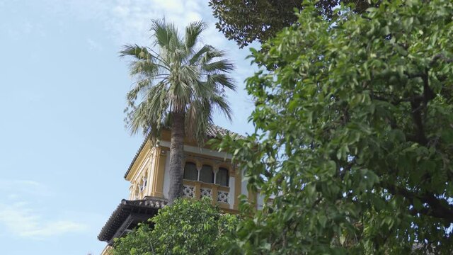 Gran palmera en el barrio de santa cruz en Sevilla