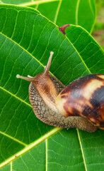 Grape snail creeping on green leaves. Brown long big snail round shell with stripes and with long horns crawling on the green leaf closeup.