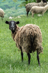A sheep with a black head and dirty hair looks at the camera. A pasture in the mountains. Green grass and other sheep in the background. The concept of animal husbandry.