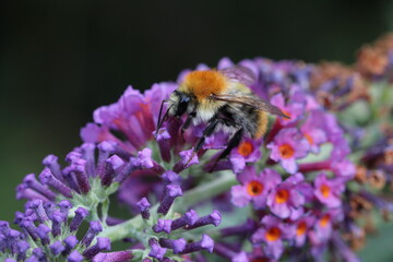 Ackerhummel - Bombus pascuorum